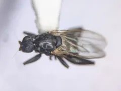 Sphaerocera curvipes thumbnail 2