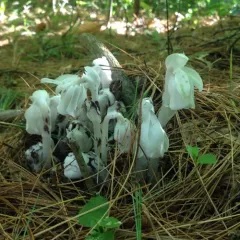 Ghost Pipe thumbnail 3