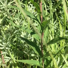 Smooth Ironweed thumbnail 2