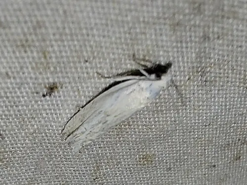 Eucosma pallidicostana