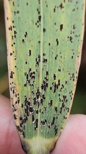 reed rust