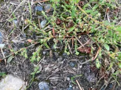 Small's Knotweed thumbnail 3