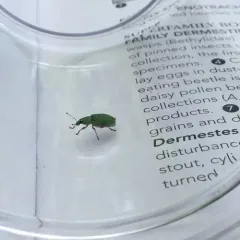 Green Immigrant Leaf Weevil thumbnail 5