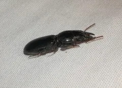Large-jawed Pedunculate Ground Beetle thumbnail 1