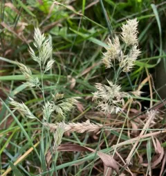 creeping velvet grass thumbnail 3