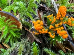 Physarum rubiginosum thumbnail 2
