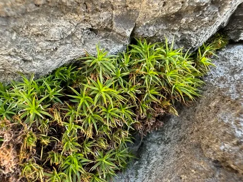 Lyall's polytrichum moss