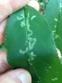 Corythucha pruni thumbnail 3