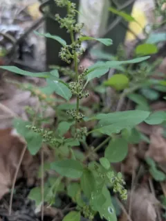 Many-seeded Goosefoot thumbnail 4