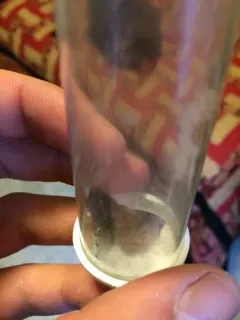 Dark Scallop Moth thumbnail 4