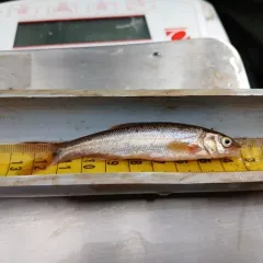 Lake Chub thumbnail 2