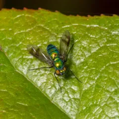 Condylostylus occidentalis thumbnail 2