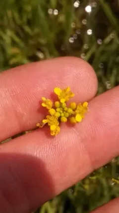 Spreading Yellowcress thumbnail 2