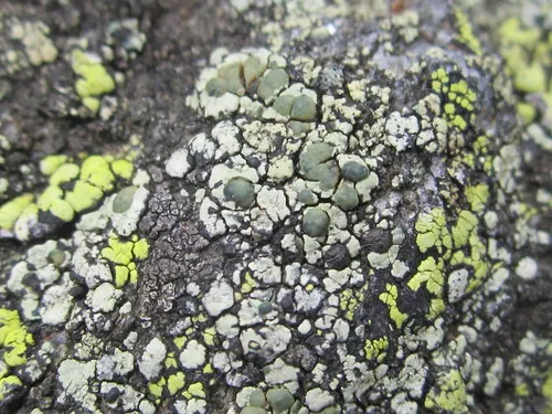 Lecanora intricata