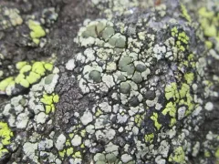 Lecanora intricata thumbnail 1