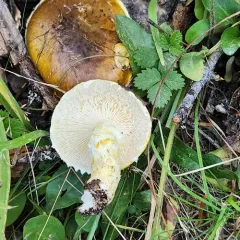 Floccularia albolanaripes thumbnail 4