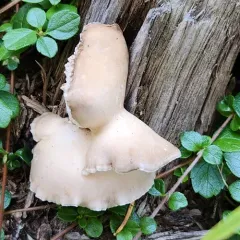 Osteina obducta thumbnail 4
