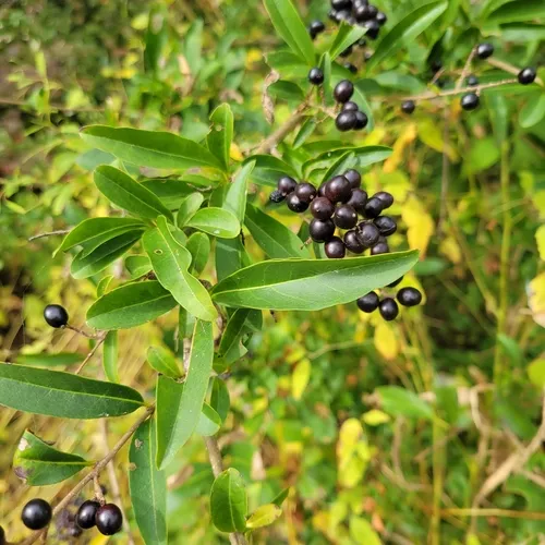 Common Privet