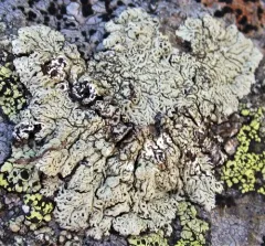 Finger Ring Lichen thumbnail 2