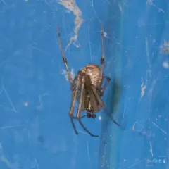 Common House Spider thumbnail 4