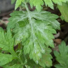 Golovinomyces artemisiae thumbnail 3