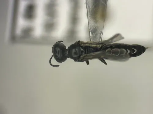 Passaloecus gracilis