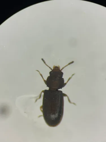 Lathropus vernalis