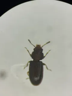 Lathropus vernalis thumbnail 1