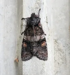 Lithophane dilatocula thumbnail 4