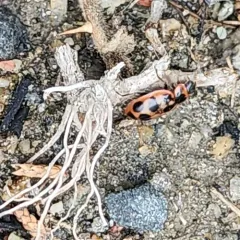 Seaside Lady Beetle thumbnail 4