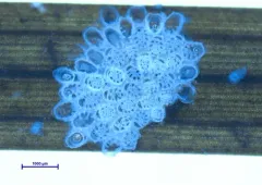 Ribbed Bryozoan thumbnail 3