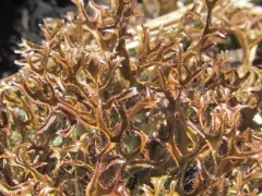 Striped Iceland Lichen thumbnail 2