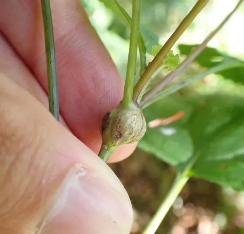 Asphondylia eupatorii