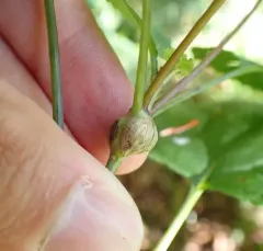 Asphondylia eupatorii thumbnail 1