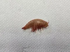 Eurythenes gryllus thumbnail 3