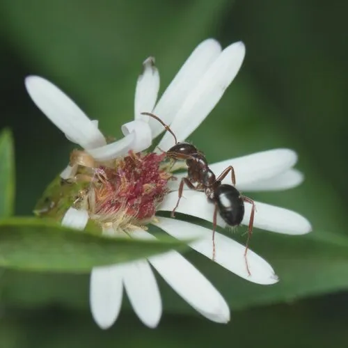 Fuzzy Mound Ant