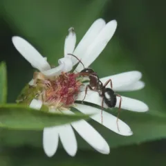 Fuzzy Mound Ant thumbnail 1