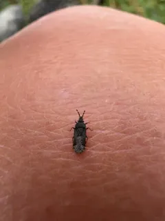 Aradus lugubris thumbnail 3