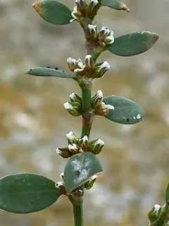 Fowler's Knotweed thumbnail 3