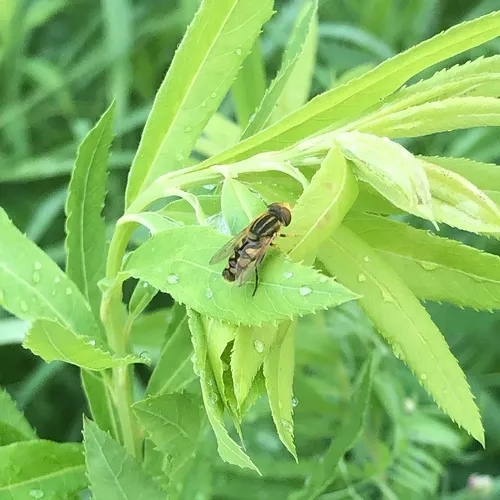 Shiny Bog Fly