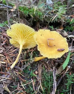 False Yellowfoot thumbnail 3