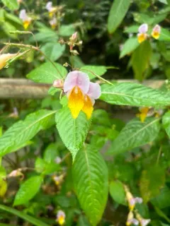 Impatiens bicolor thumbnail 2