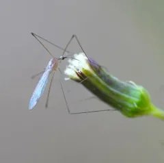 Geranomyia communis thumbnail 4