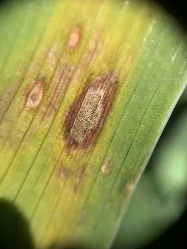 Heterosporium Leaf Spot on Iris