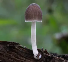 Pleated Pluteus thumbnail 3