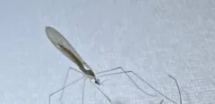 Gonomyia subcinerea thumbnail 1