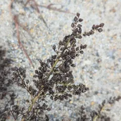 Beach Pinweed thumbnail 3