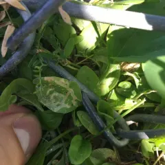 Northern Plantain Flea Beetle thumbnail 2