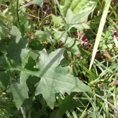 Wall Lettuce thumbnail 3