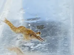 Mysis stenolepis thumbnail 3